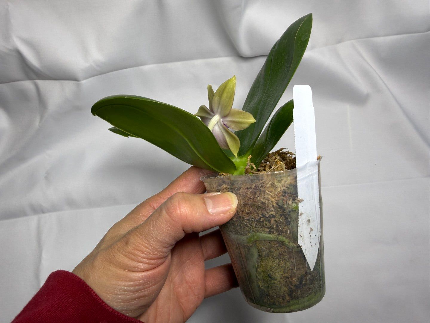 Phalaenopsis Mituo Hsien x Mituo Purple Dragon 251025 Flowering