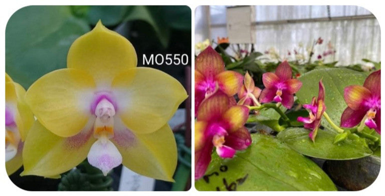 Phalaenopsis Mituo Love Eagle - Seedling