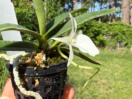 Angraecum didieri x sib 260419 Flowering (miniature species)