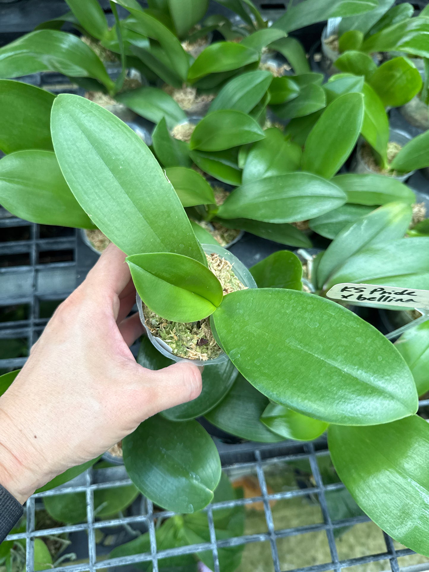 Phalaenopsis (KS Pride x bellina) - Seed Grown