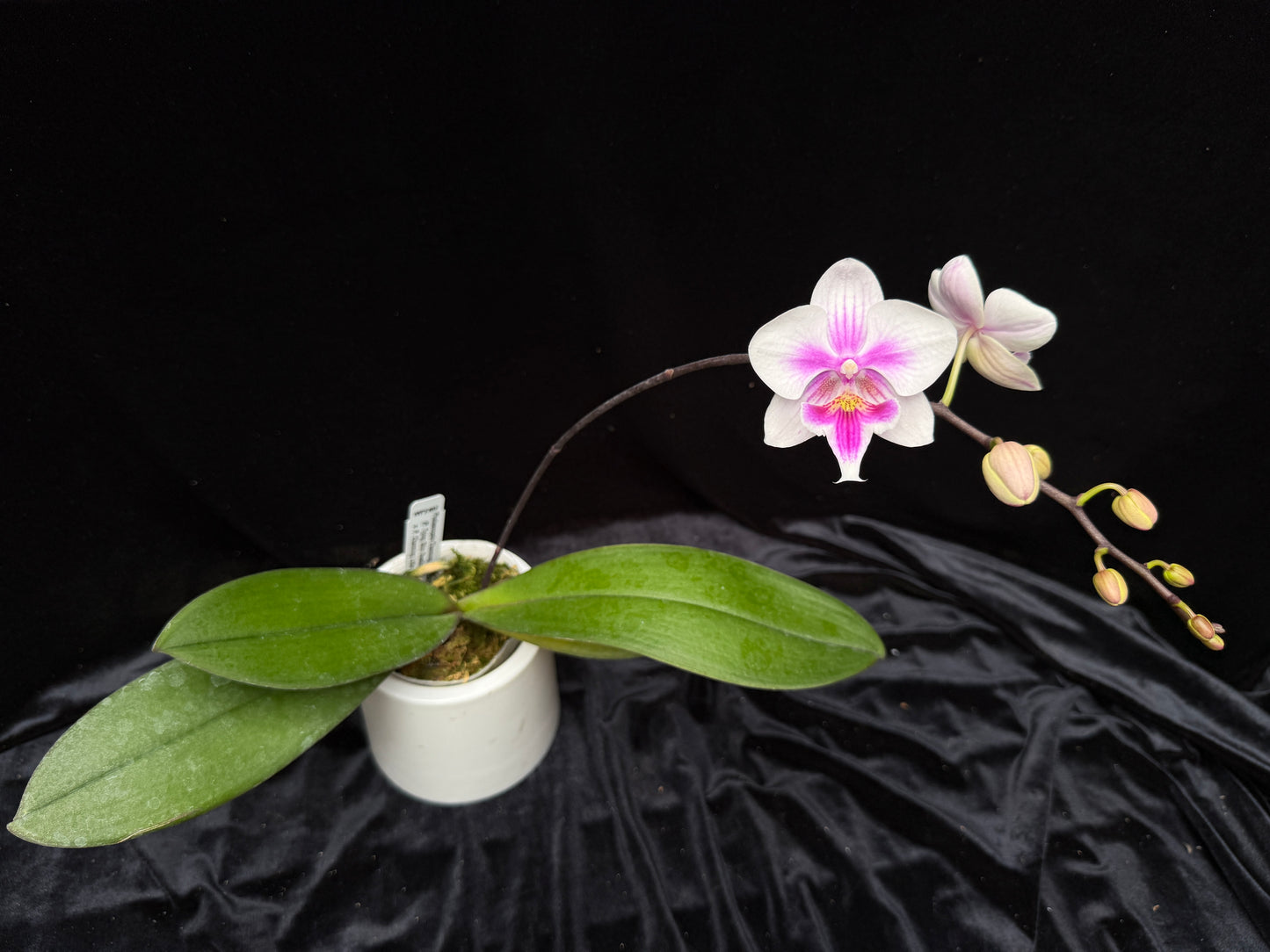 Phalaenopsis Charming Warszawa (clone)