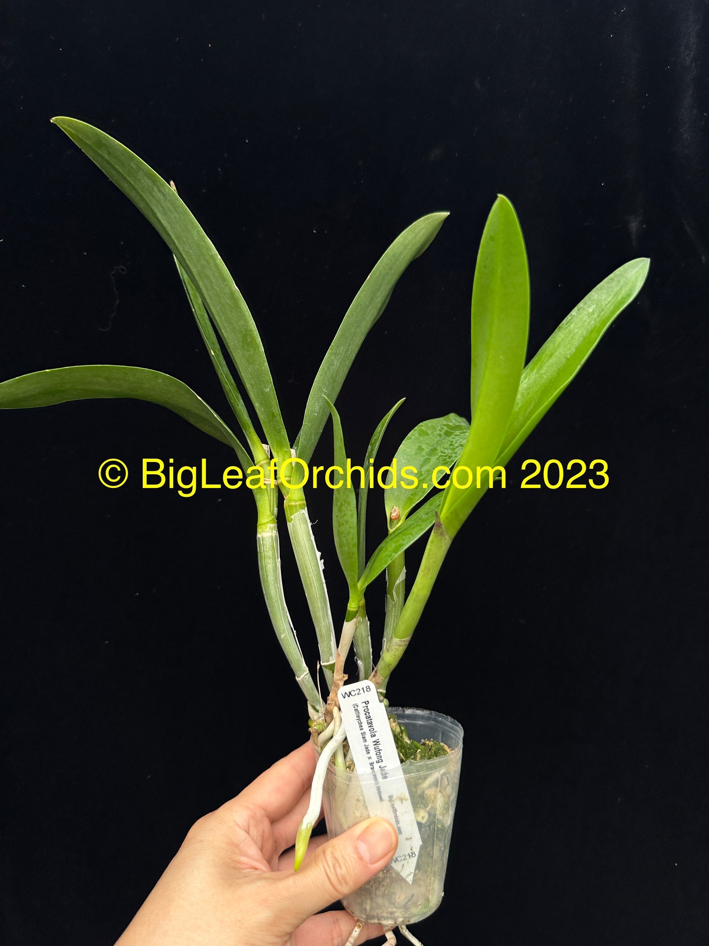 Procatavola Wufong Jade
