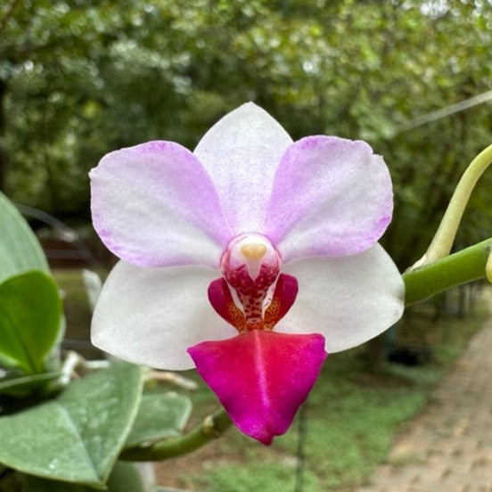 Phalaenopsis Liu's Berry 231114 Flowering