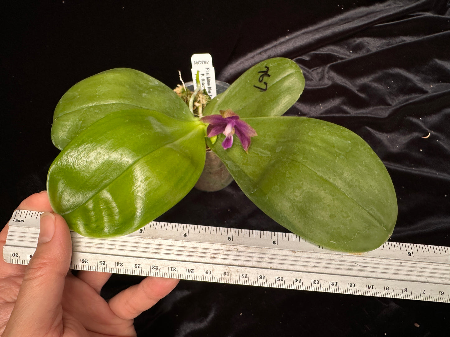 Phalaenopsis Mituo Blue Smurfs 'Sea' 230814 Flowering