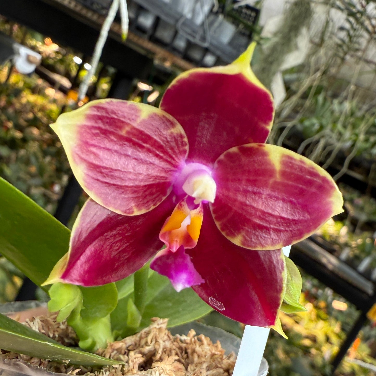 Phalaenopsis (Mituo Purple Dragon x Mituo Red Tiger) 250517 Flowering