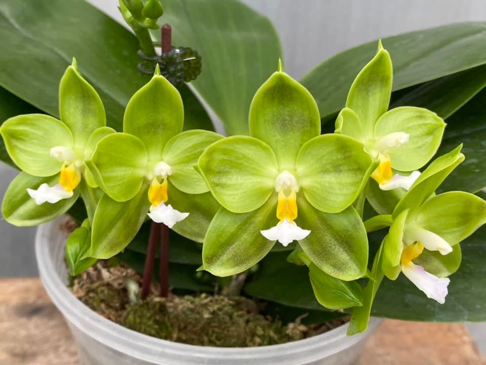 MCL42 Phalaenopsis LD Green Kingfisher ‘Lemon’
