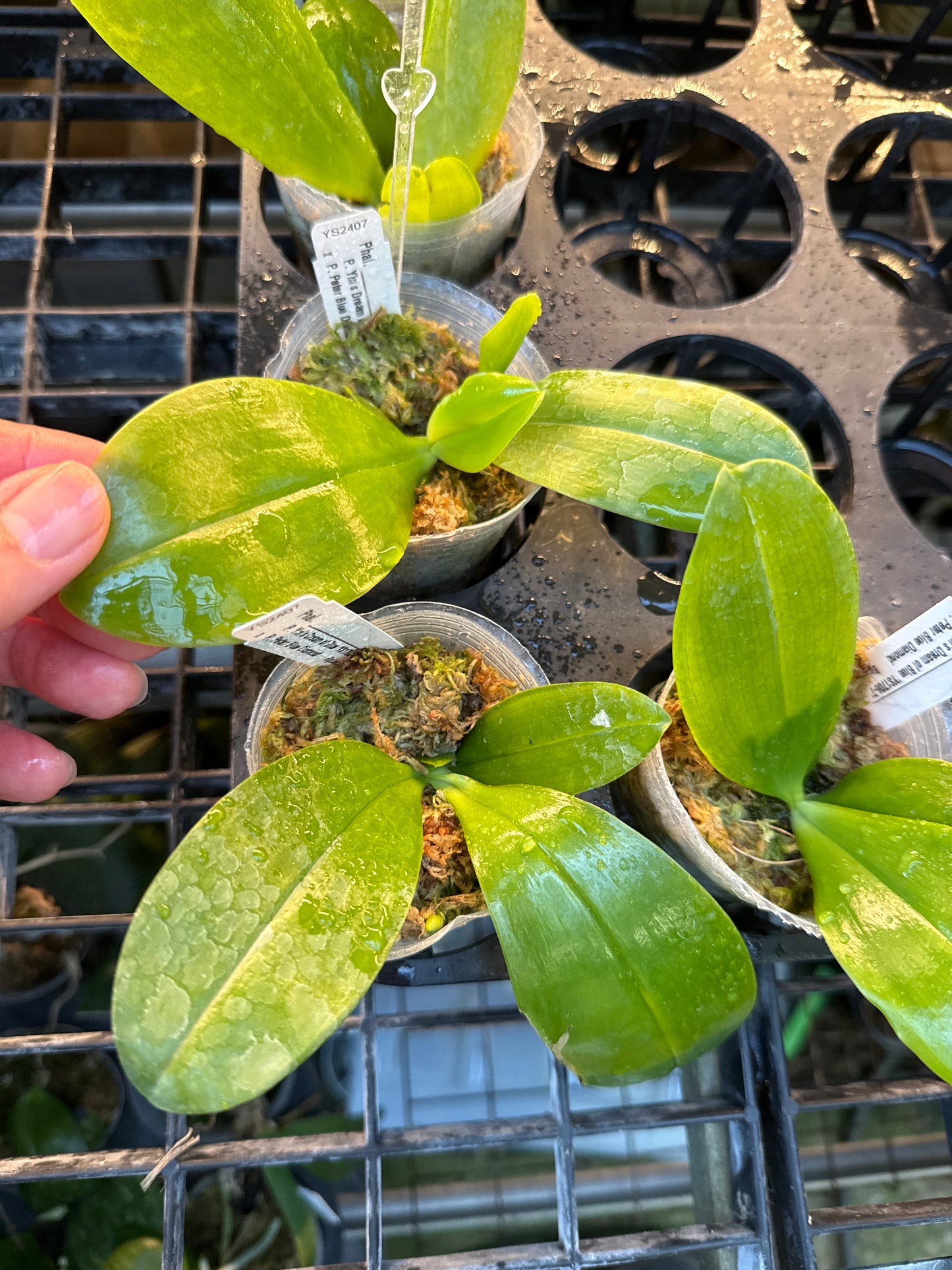 YS2407 Phalaenopsis (Yin's Dream of Blue x Peter Blue Diamond) Seed Grown