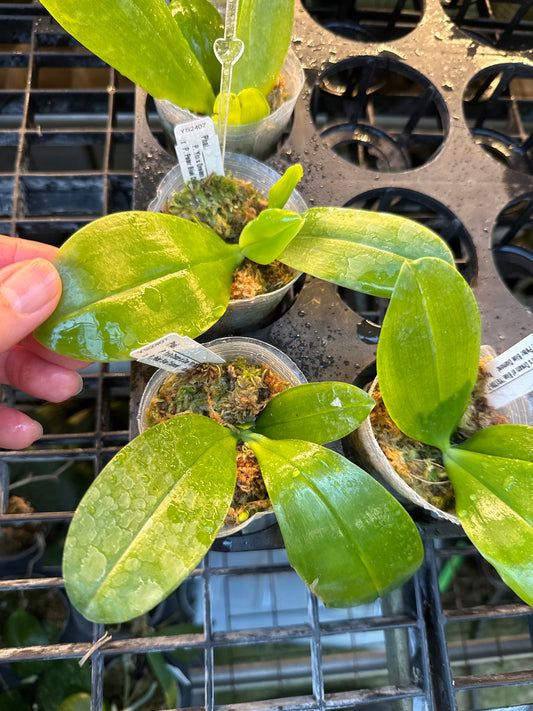 YS2407 Phalaenopsis (Yin's Dream of Blue x Peter Blue Diamond) Seed Grown