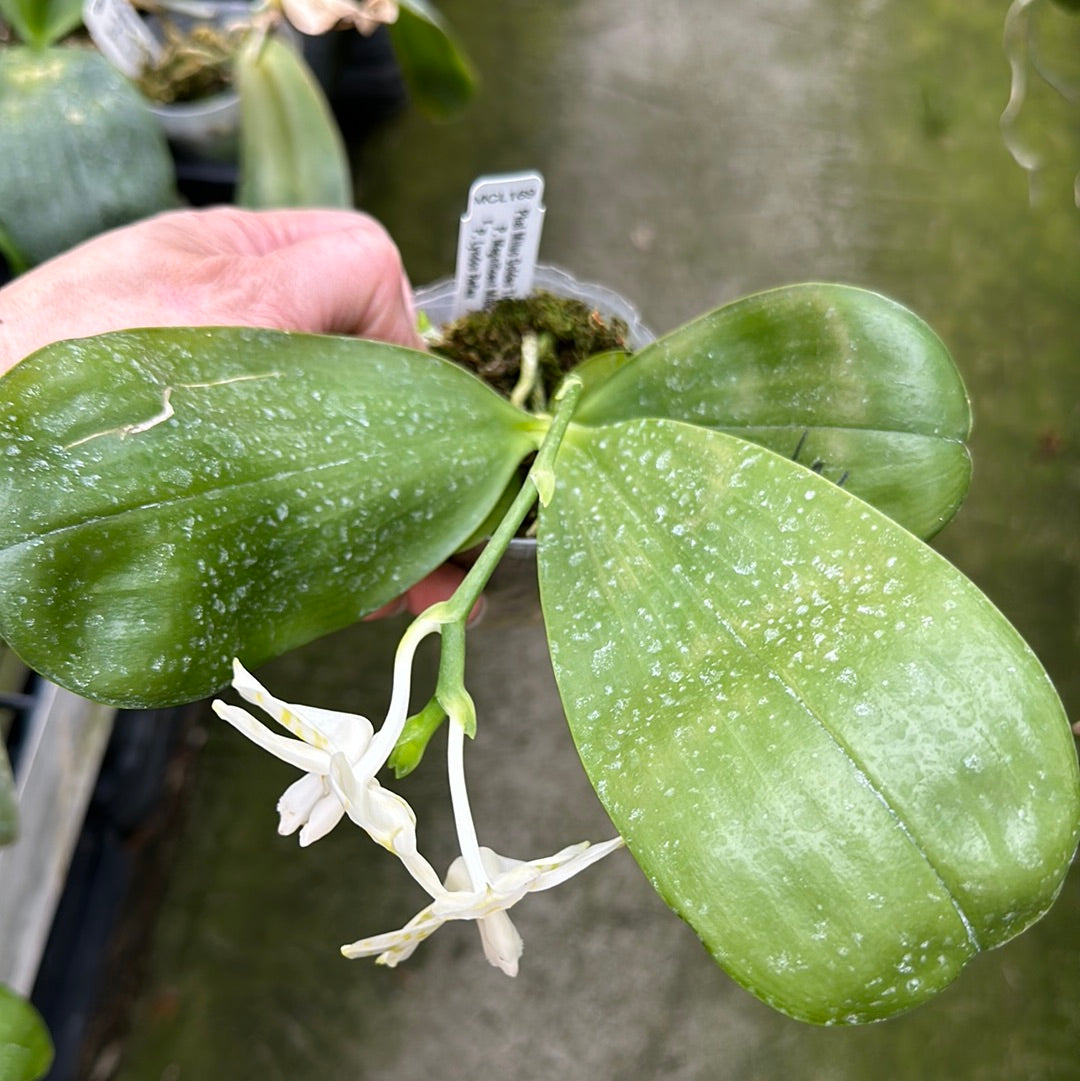 Phalaenopsis Mituo Golden Tiger 'TTT' Spiking