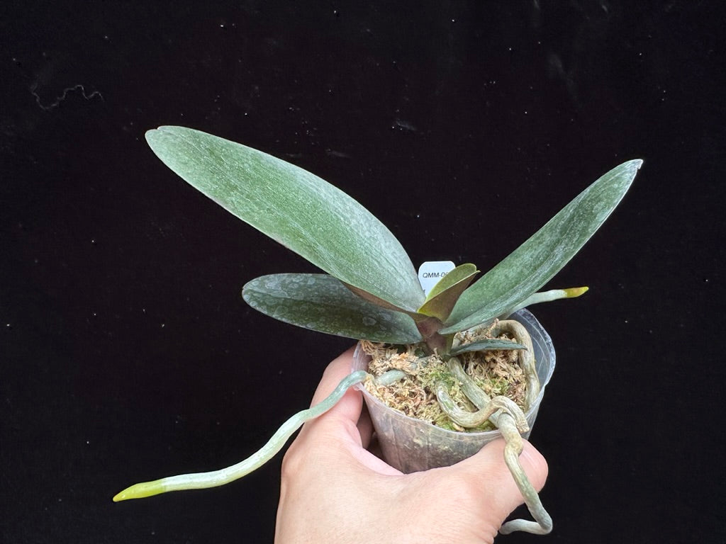 Phalaenopsis Miro Gold Mosla 'MS'
