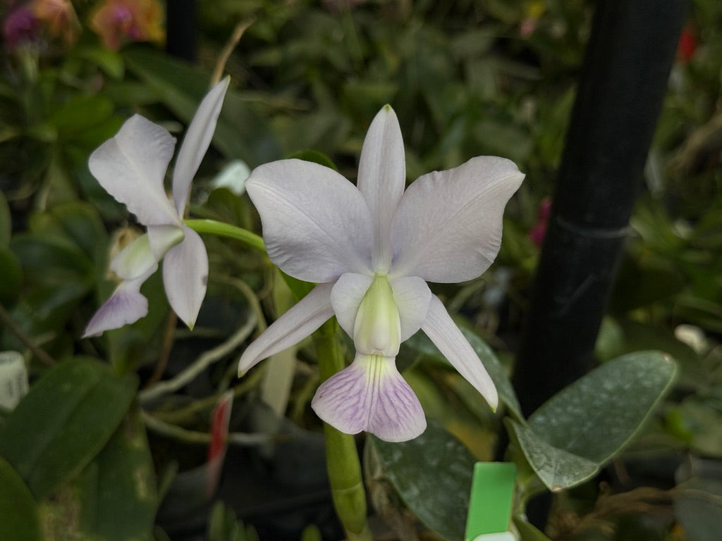 Cattleya walkeriana var coerulea 'Edward' 250509