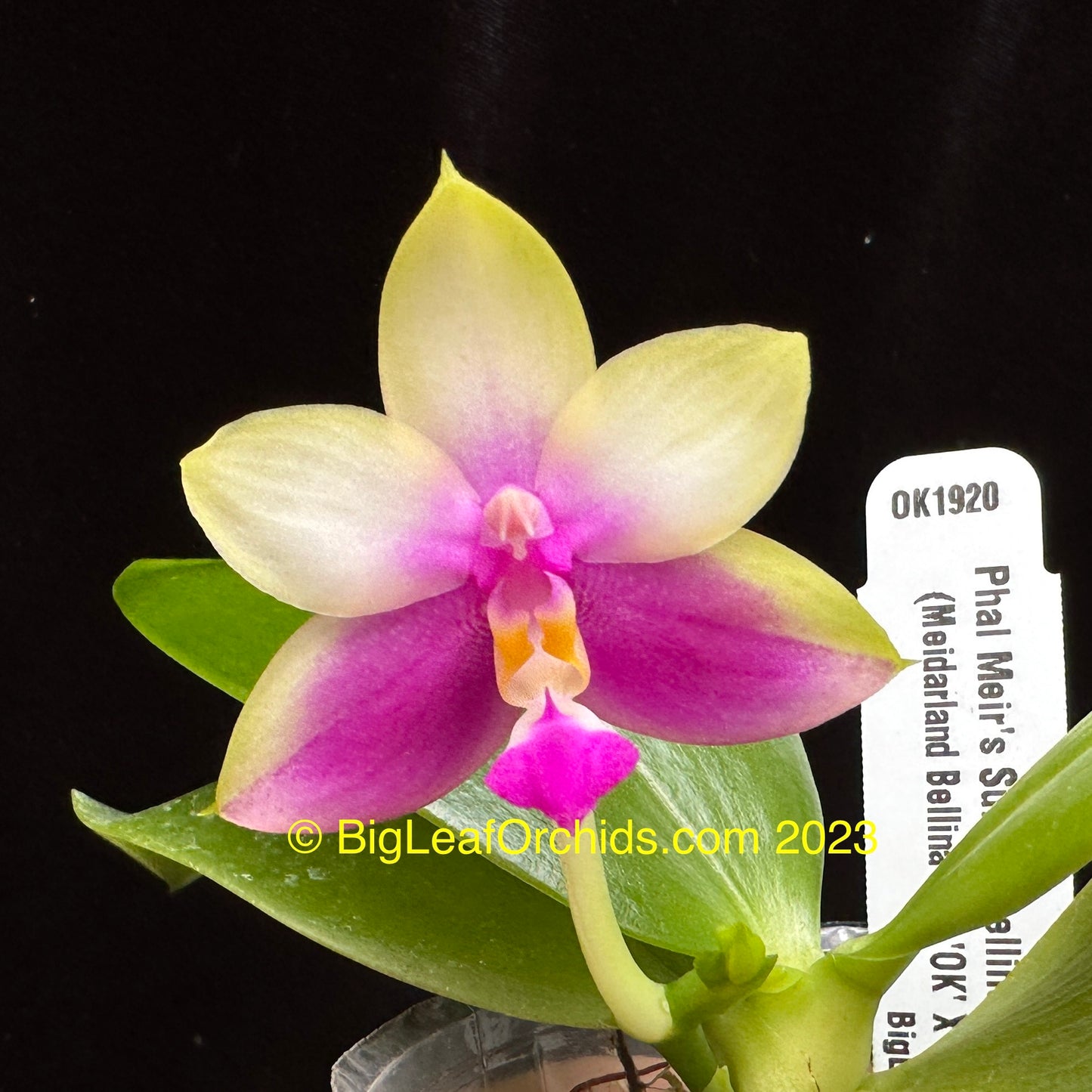 Phalaenopsis Meir's Sunset Bellina - Seedlings