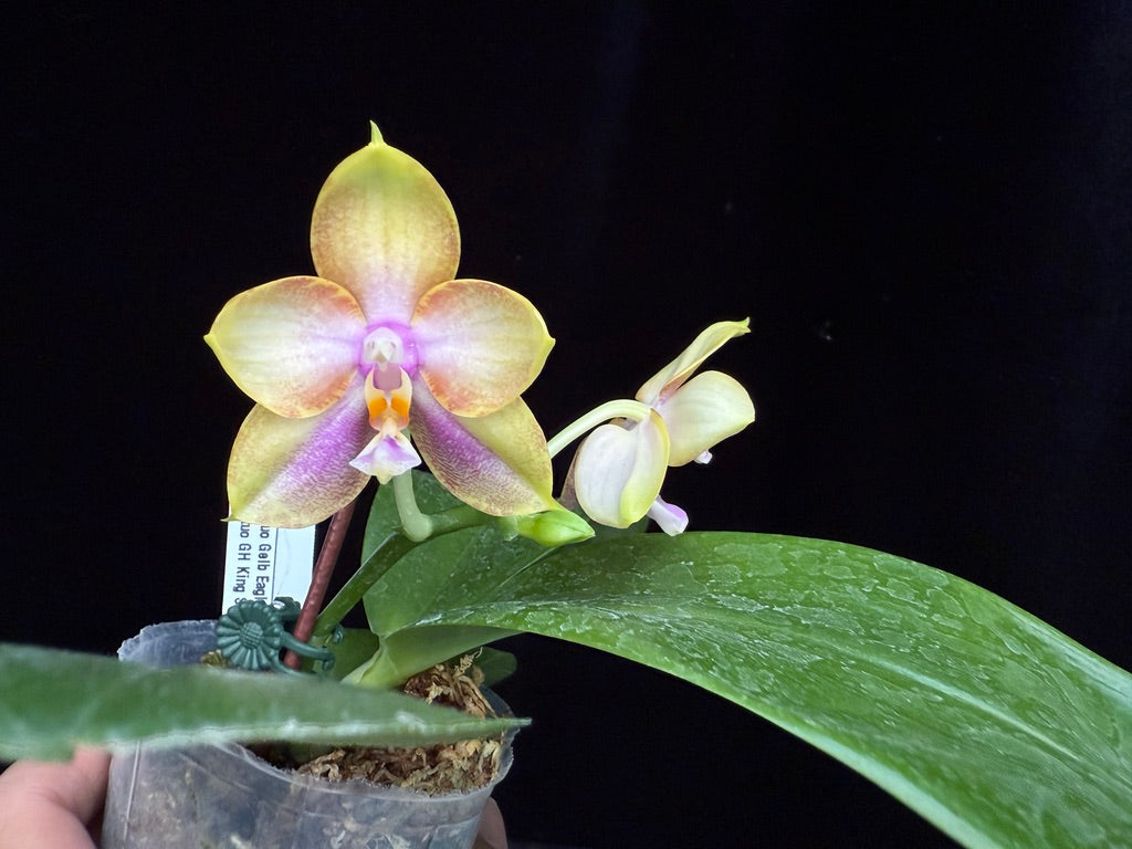 Phalaenopsis Mituo Gelb Eagle x Mituo GH King Star 250508 Flowering Seed Grown