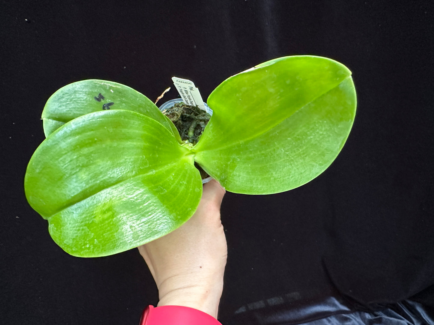 Phalaenopsis Mituo Purple Canary 230809 Flowering
