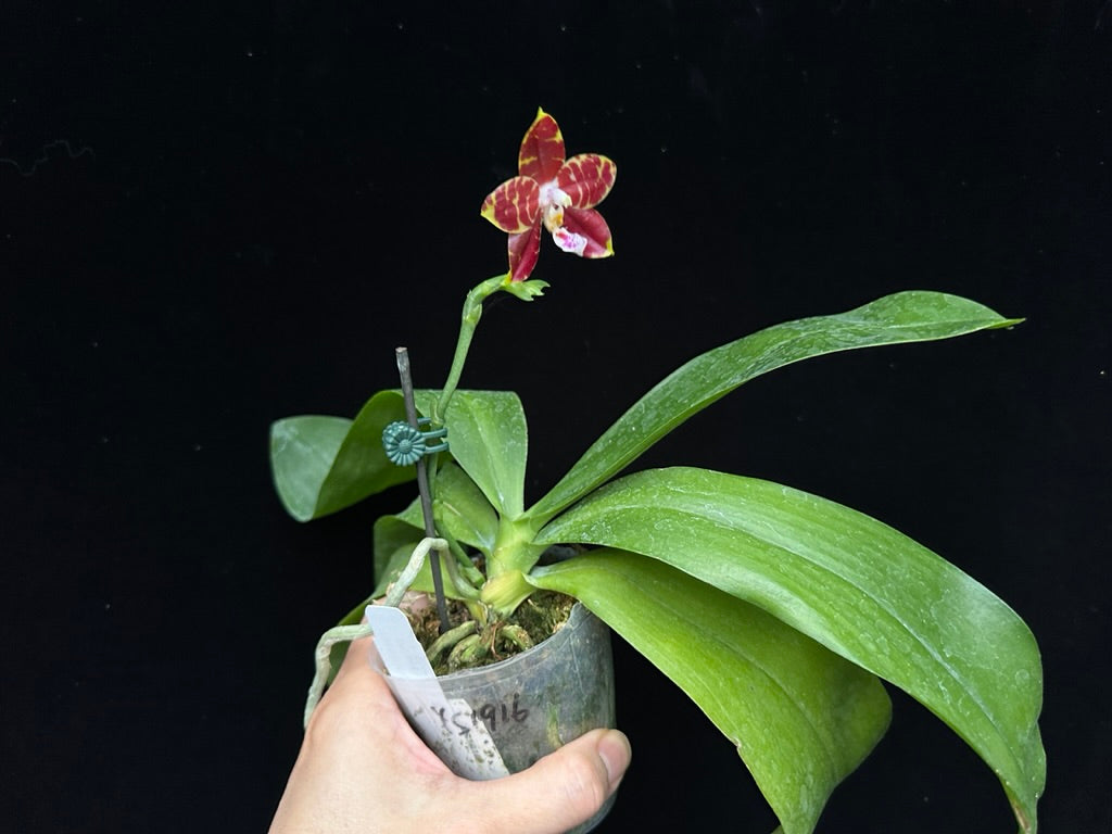 Phalaenopsis Yin's Hazel King 230902 Flowering