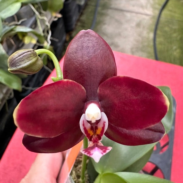 Phalaenopsis (Yaphon Black Snake x gigantea 'Mainshow') Seedling, QM-436