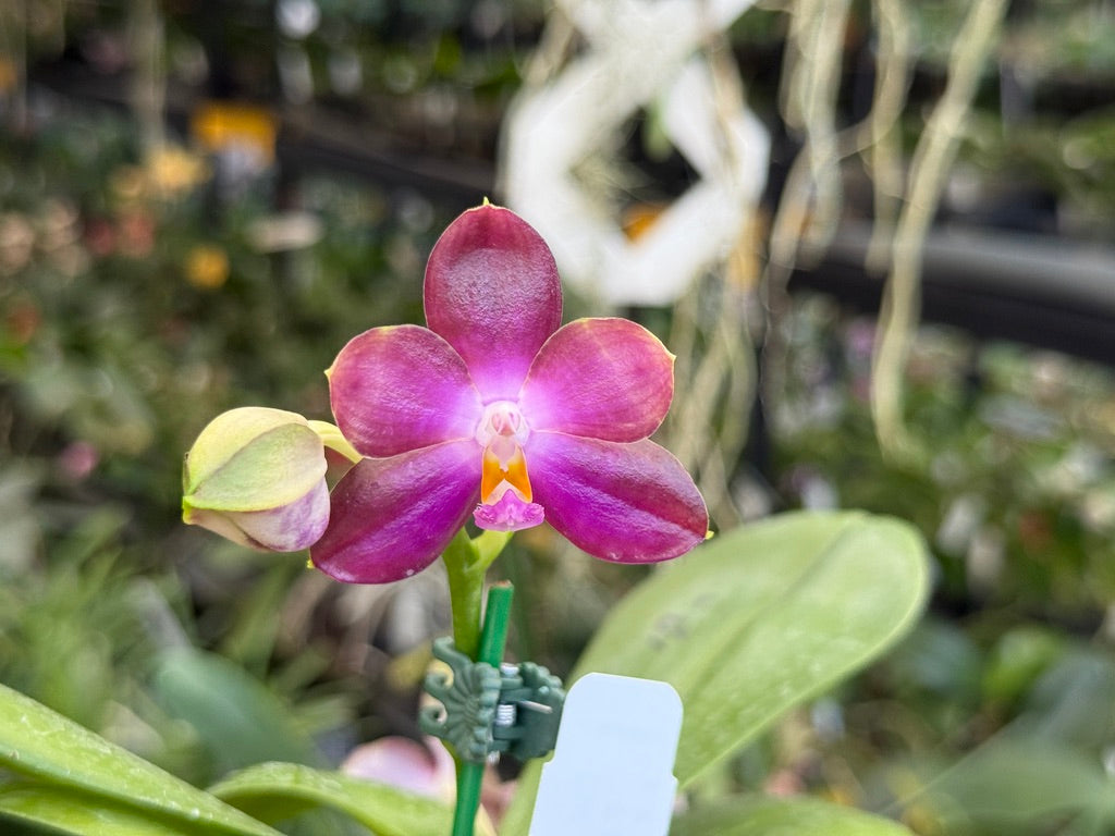 Phalaenopsis LD Green Tiger x Mituo Speciosa Dragon 250509 Flowering seed grown 2 spikes