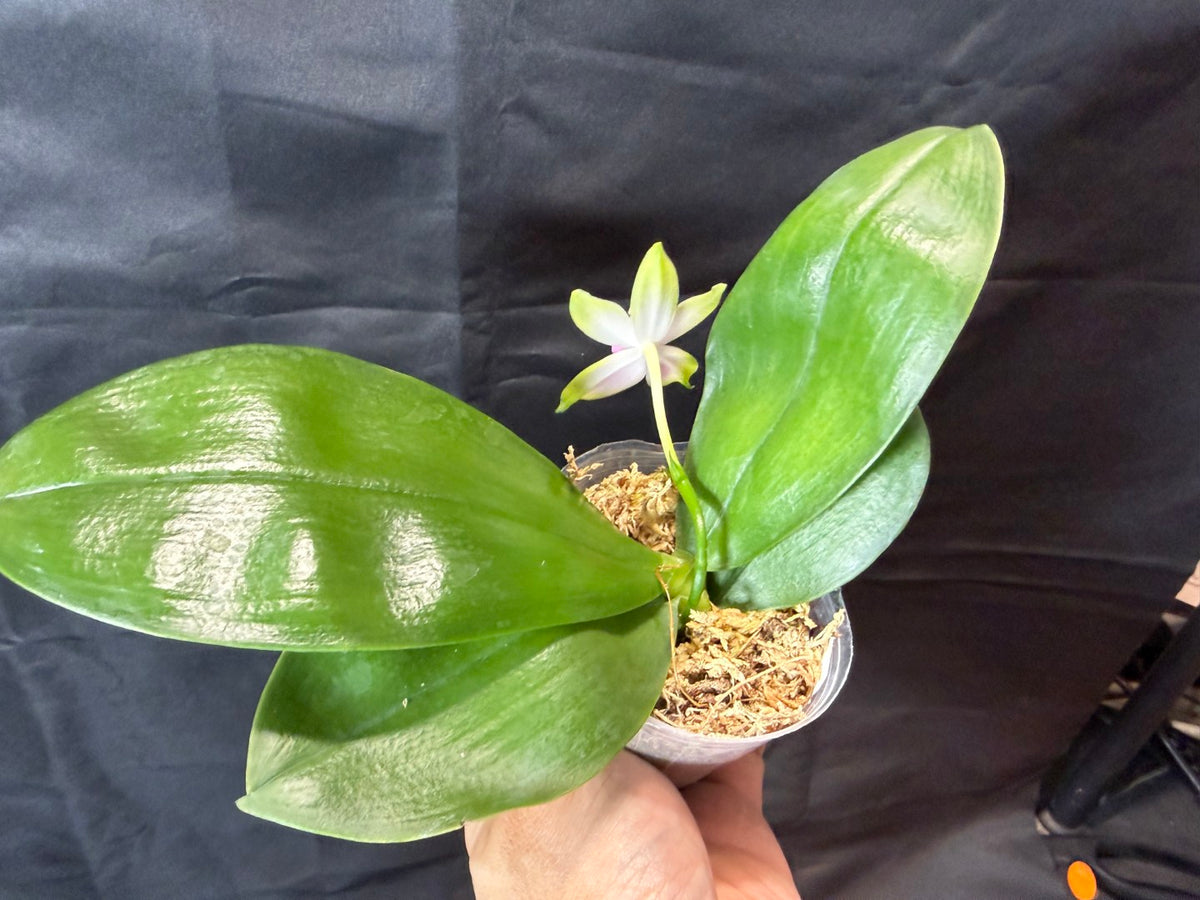 BD2412 Phalaenopsis bellina f. delicata 'Pink Swan' BM x sib 261001-B Flowering