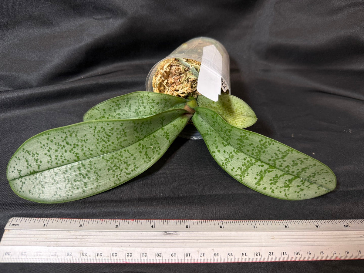 BD2454 Phalaenopsis KS Pinkish - Seed Grown 261029 Marble Foliage
