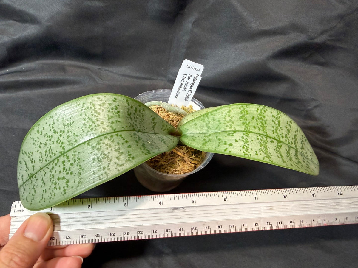 BD2454 Phalaenopsis KS Pinkish - Seed Grown 261029 Marble Foliage