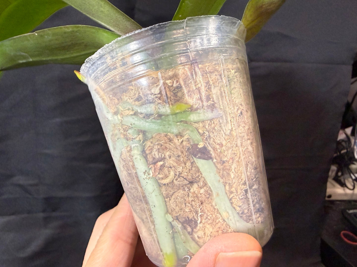 BD2454 Phalaenopsis KS Pinkish - Seed Grown 261029 Marble Foliage