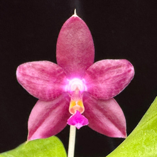 Phalaenopsis Mainshow Starry Night 240425 Flowering