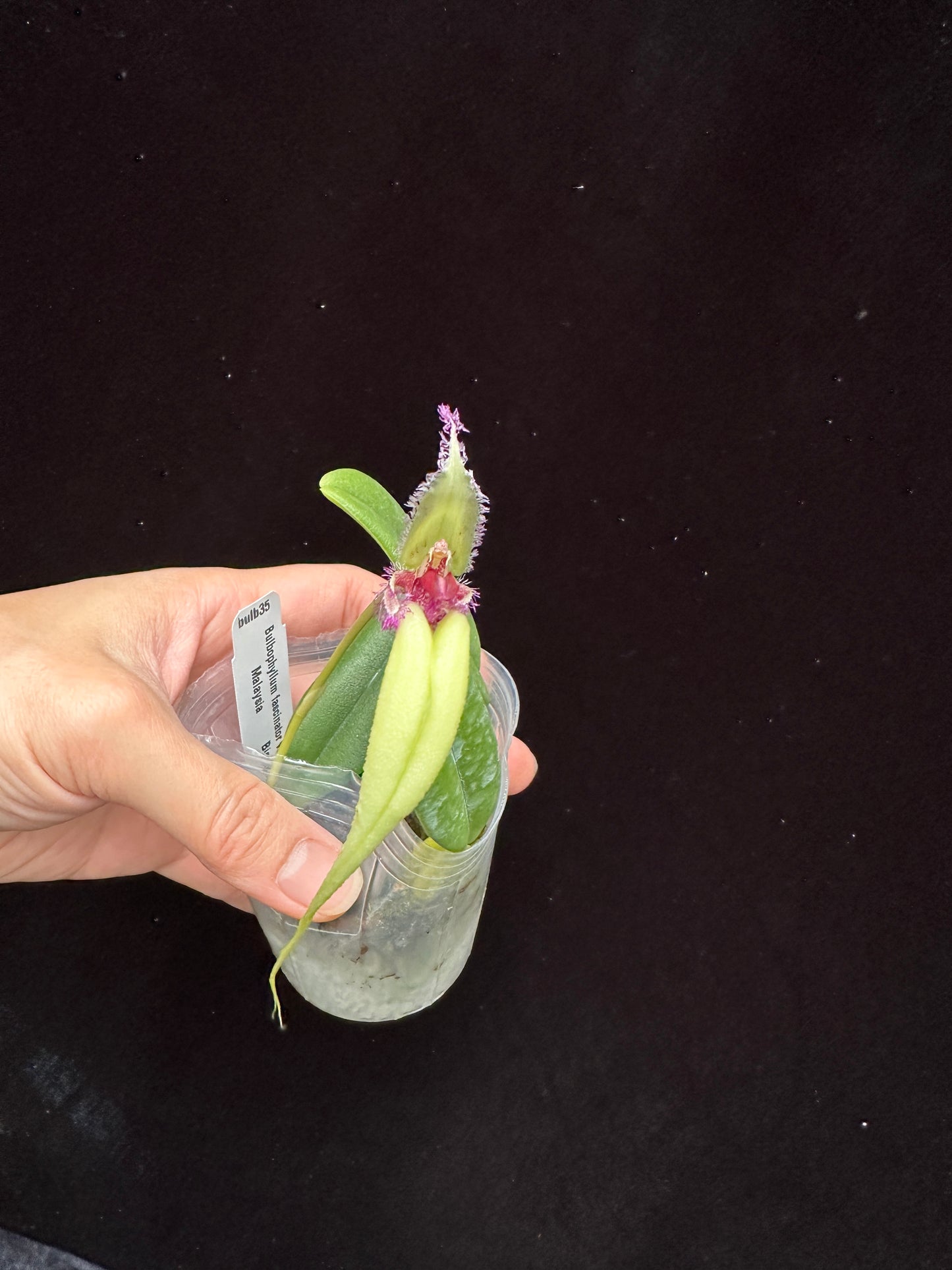 Bulbophyllum fascinator semi-alba 230814