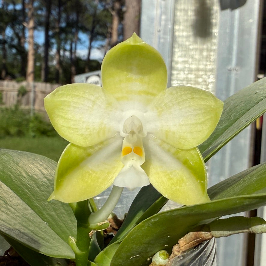 Phalaenopsis MS Magic Dragon, 250509 Flowering Seed Grown