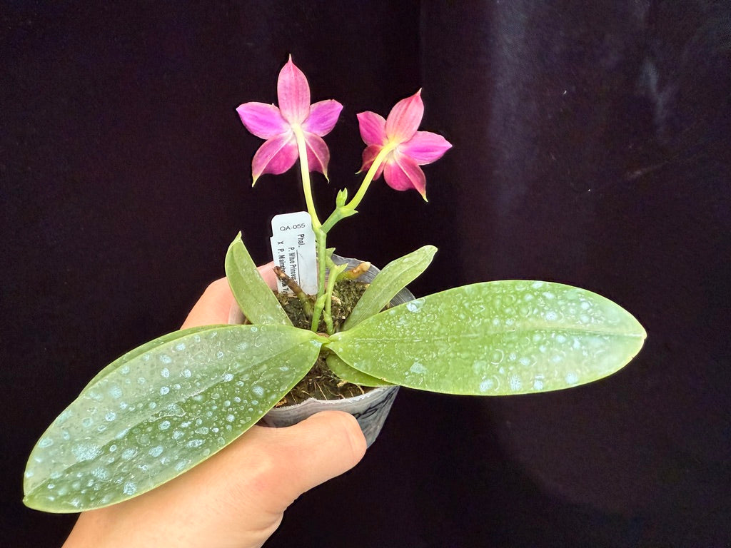 Phalaenopsis Mituo Princess x Mainshow Blue Tint 250509 Flowering Seed Grown