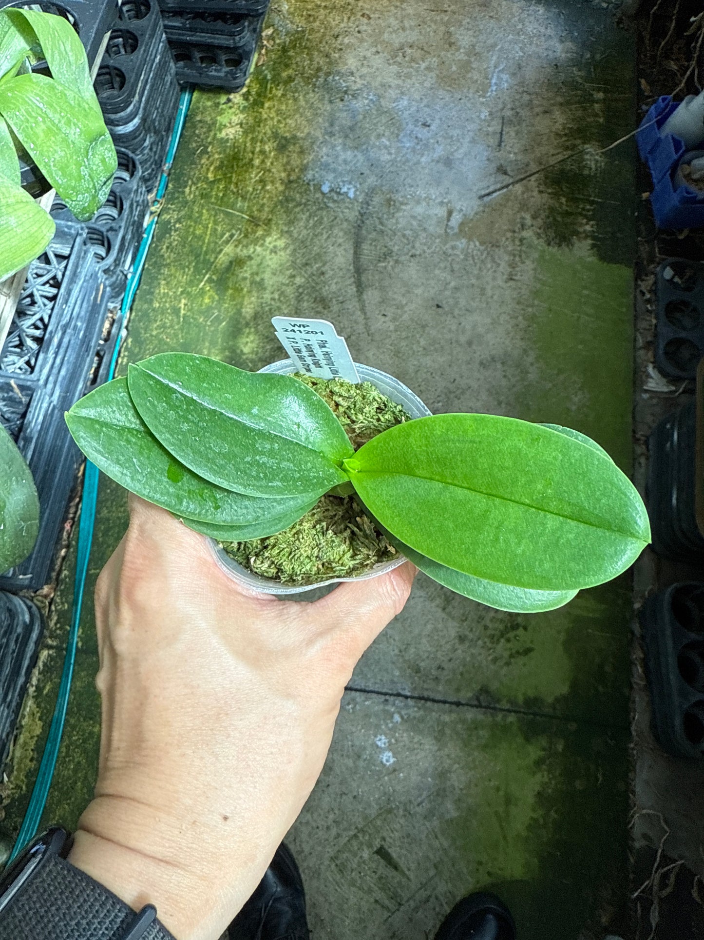 Phalaenopsis Hsinying Little Knight 'Trinity'