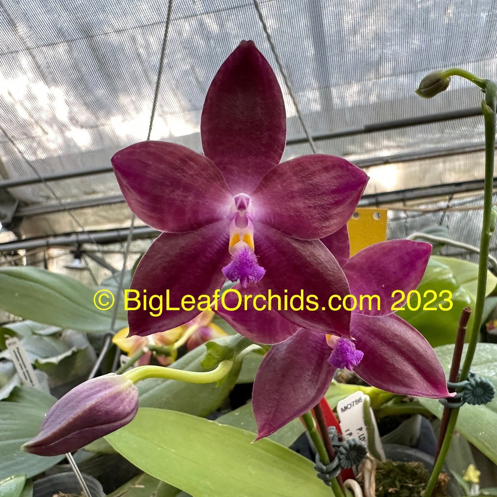 Phalaenopsis Mituo Speciosa 'Blue Starfish' HCC/AOS 230817 Flowering