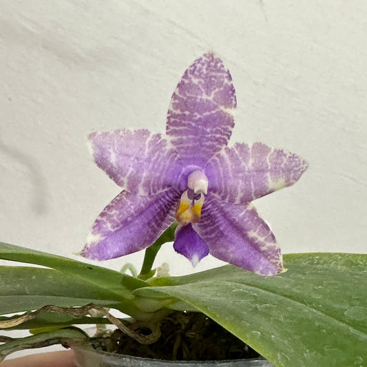 Phalaenopsis Pylo's Blue Smile 240425 Flowering