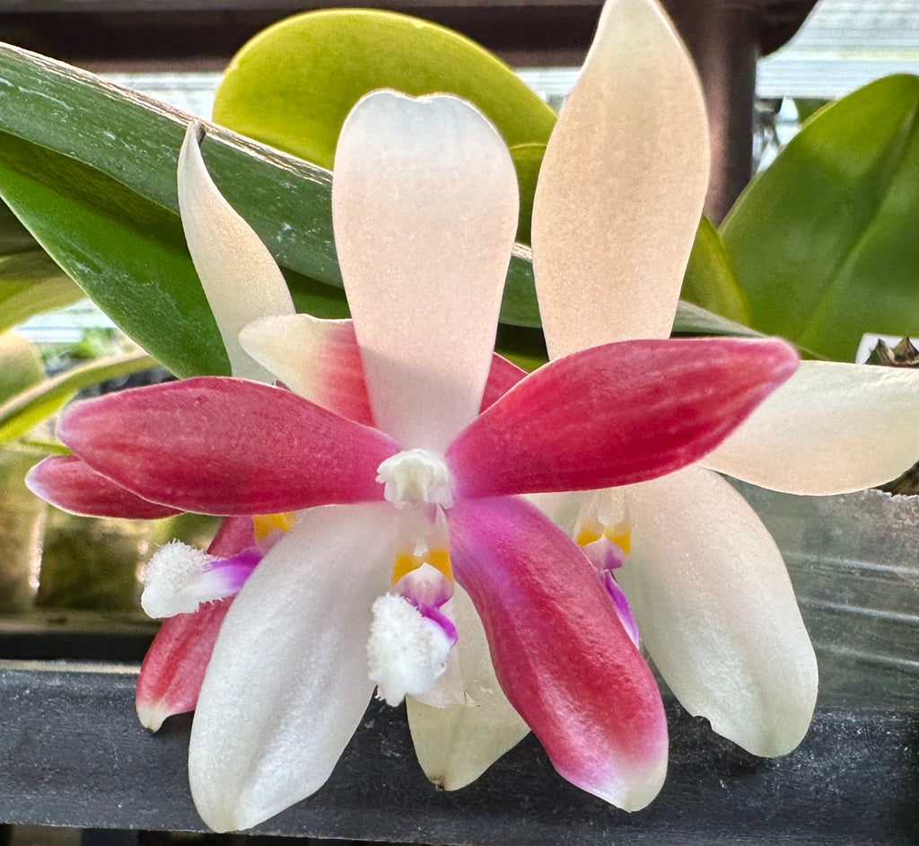 Phalaenopsis tetraspis 'C1'