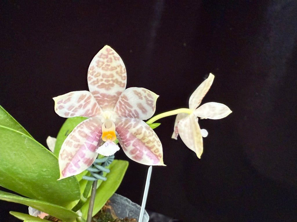 Phalaenopsis LD Green Tiger x Mituo Speciosa Dragon 250507 Flowering seed grown