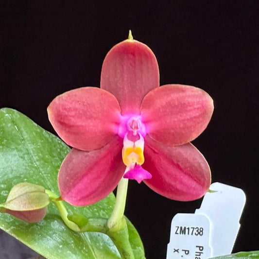 Phalaenopsis LD's Bear King 'Ben Belton' aka 'RK-3' Flowering 240430
