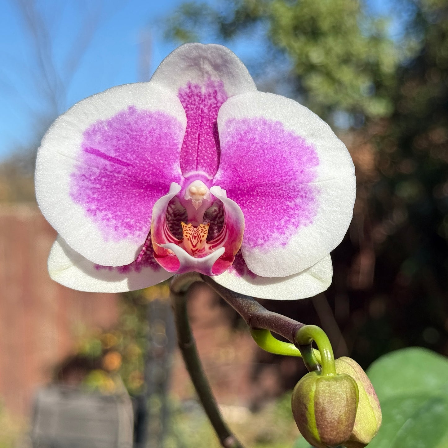 Phalaenopsis Lioulin Lily (clone)