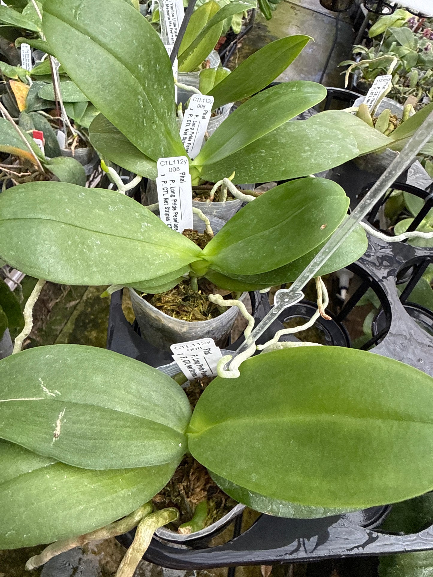Phalaenopsis Long Pride Penelope x (Chih Shang's Stripes - Yungho Princess Gelb)