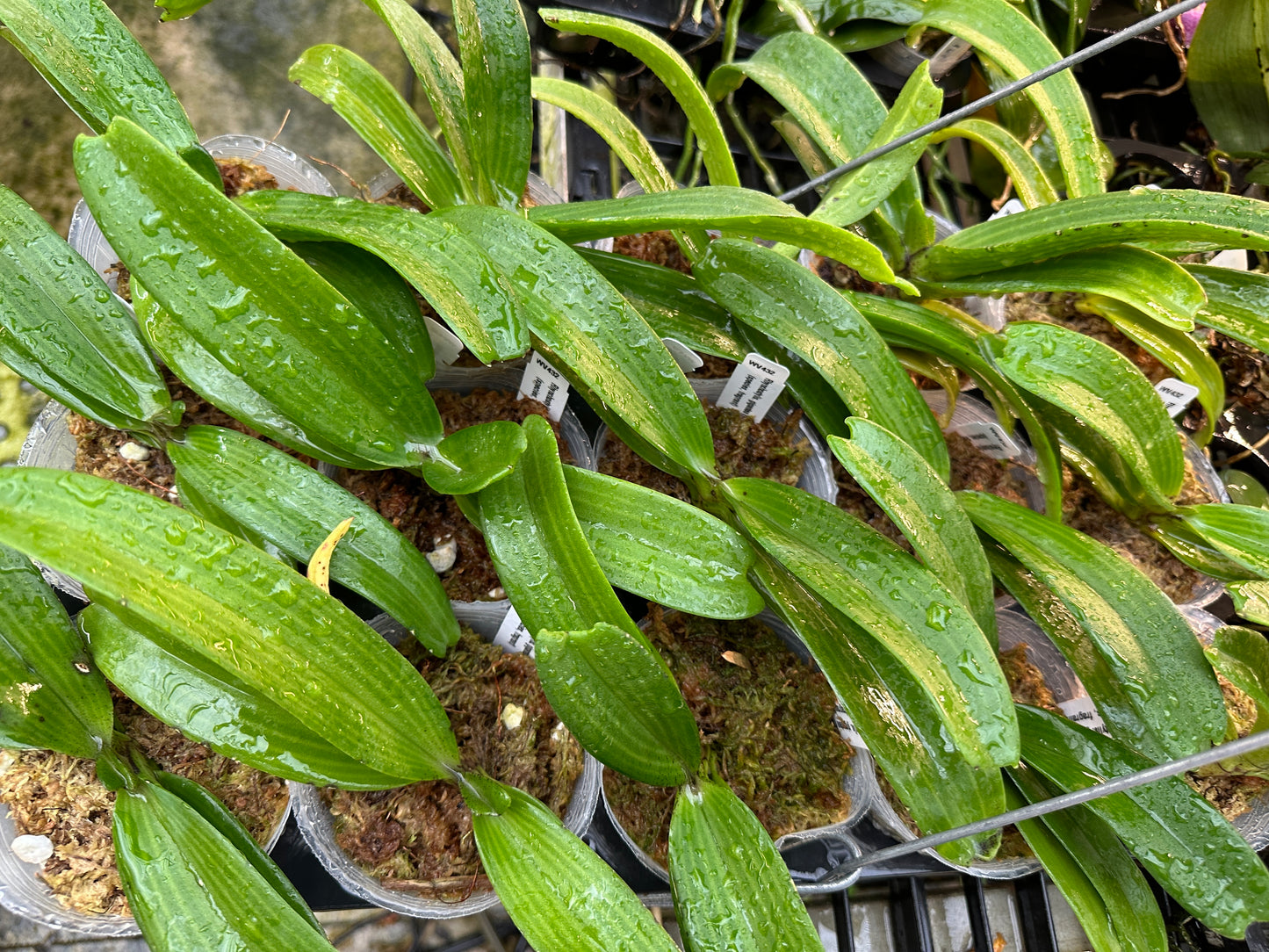 Rhynchostylis gigantea (Red Spots) x sib