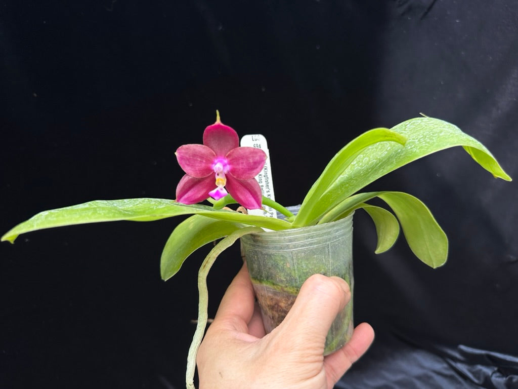 Phalaenopsis (KF Kaiulani Passion x Mituo King Bellina) 230611