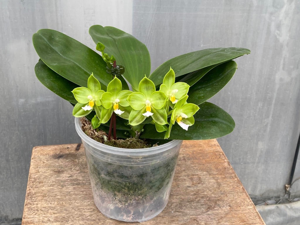 MCL42 Phalaenopsis LD Green Kingfisher ‘Lemon’