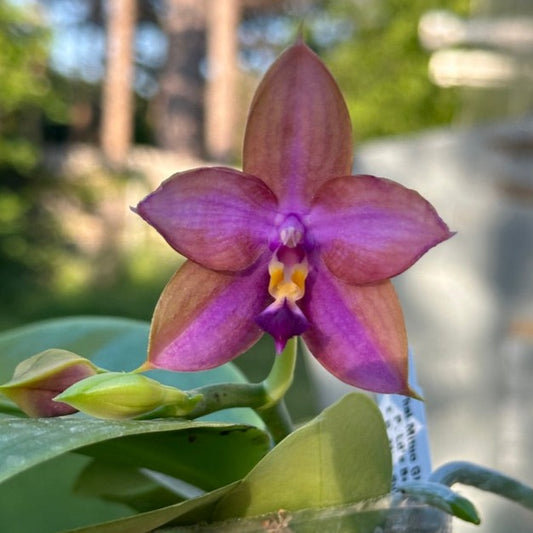 Phalaenopsis Mituo GH King Star 'UV Rays' 240518 Flowering
