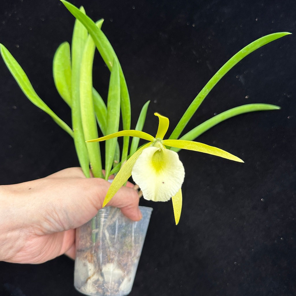 Procatavola (Pcv.) Key Lime Stars 'Wilson #1' 231120 Flowering