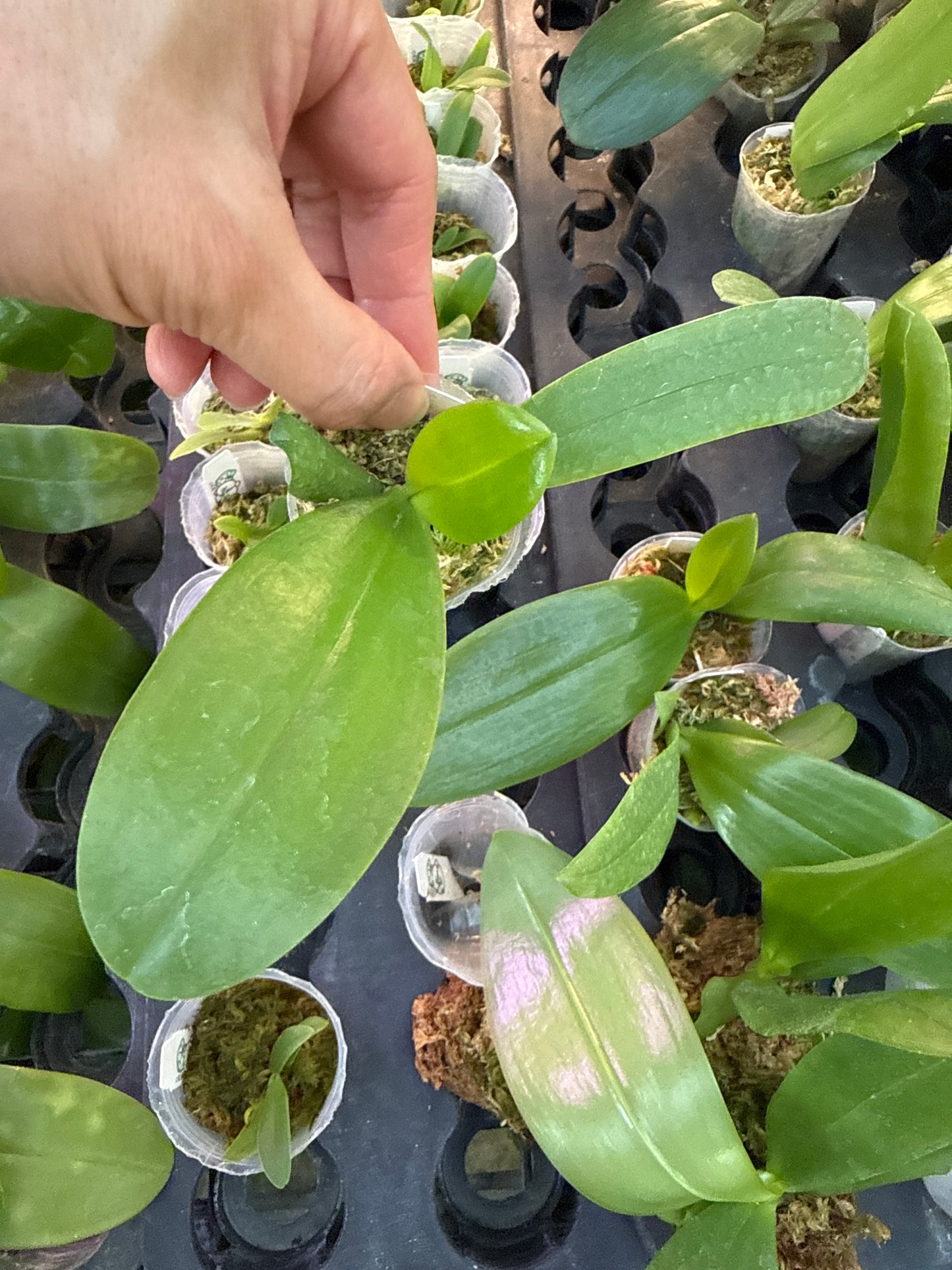 Phalaenopsis Jiaho Blueberry (Clone) Fragrant