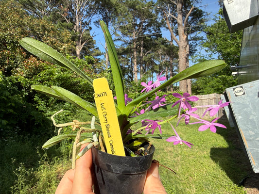 Vanda Cherry Blossom 'Carmela' 260419 Flowering