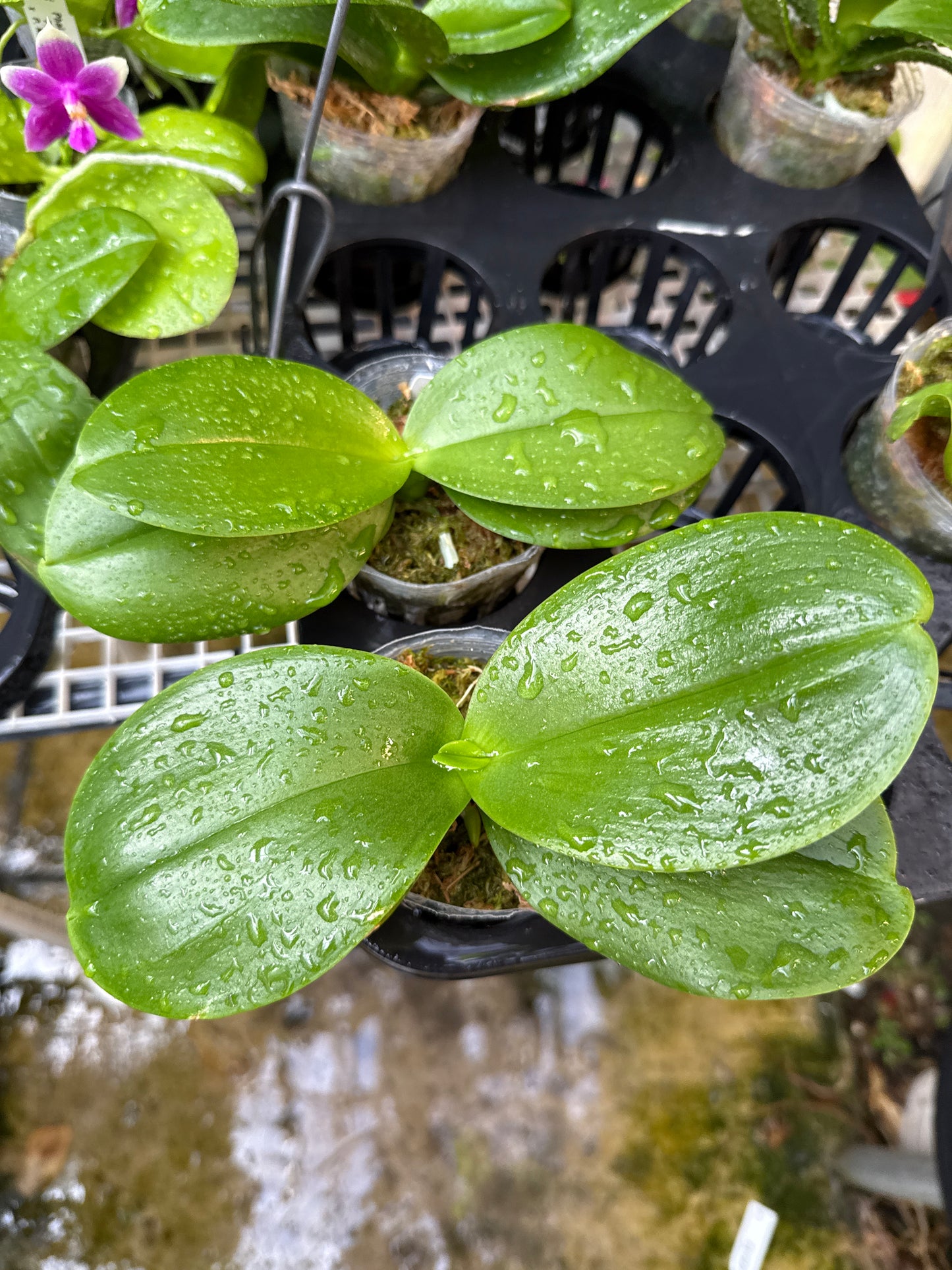 KM3696 Phalaenopsis (LL Purple Beta x Penang Jewel) - Seed Grownr