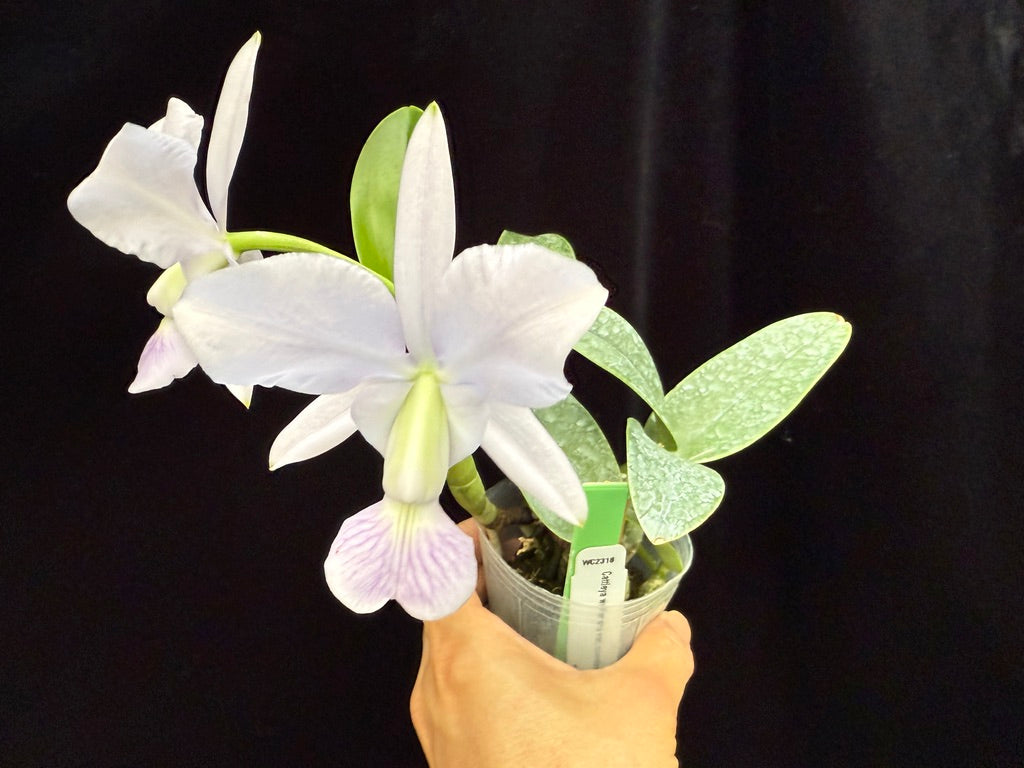 Cattleya walkeriana var coerulea 'Edward' 250509