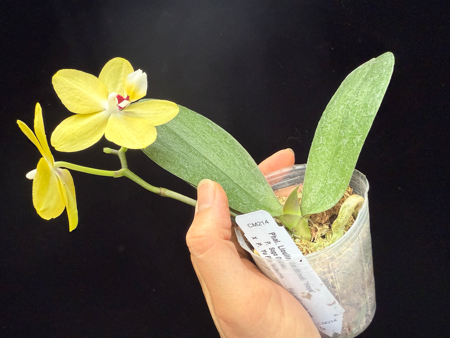 Phalaenopsis Lioulin Goldfinch 'Hoya'