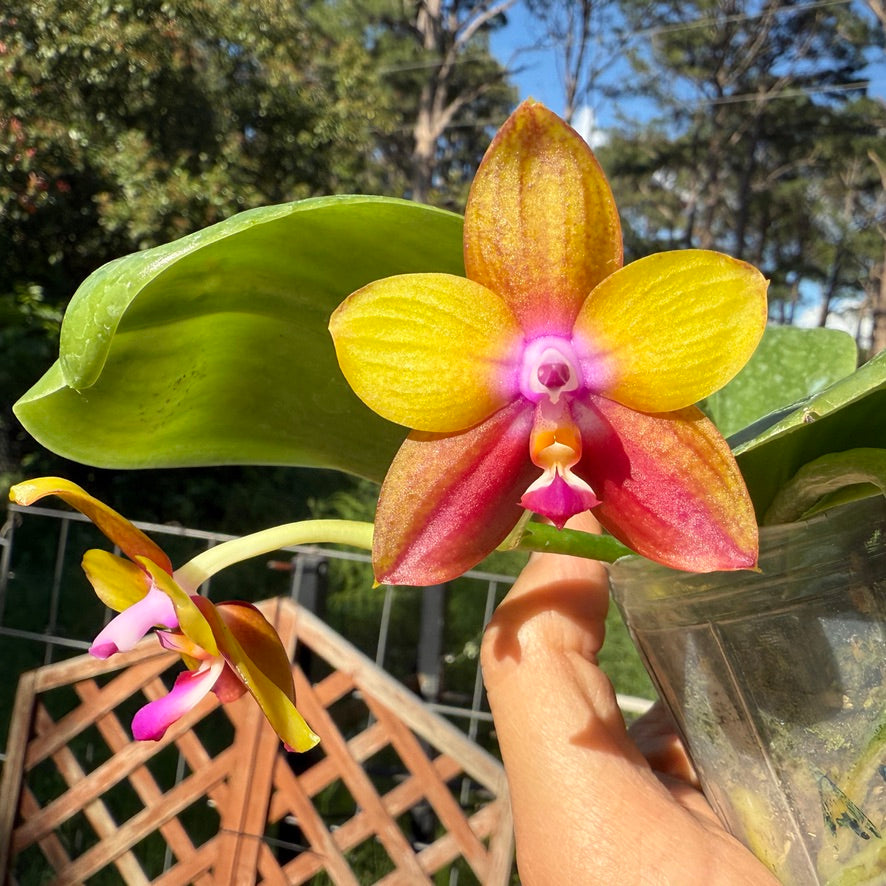 Phalaenopsis Mituo Love Eagle 250509 Flowering