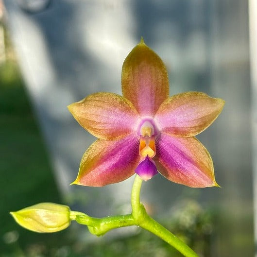 Phalaenopsis Mituo Specio Prince 240518 Flowering