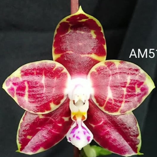 Phalaenopsis Mituo Mibs Passion 'Mituo #1' 230604